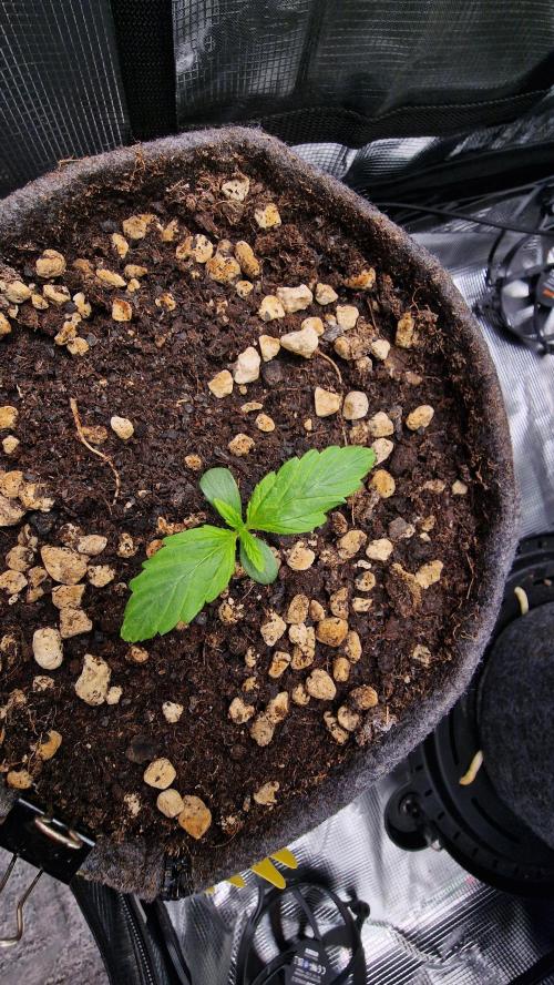 Stress Killer Automatic CBD. Week 1