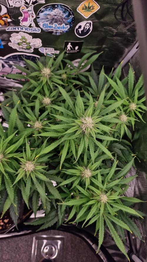 Auto Cinderella Jack. Week 10
