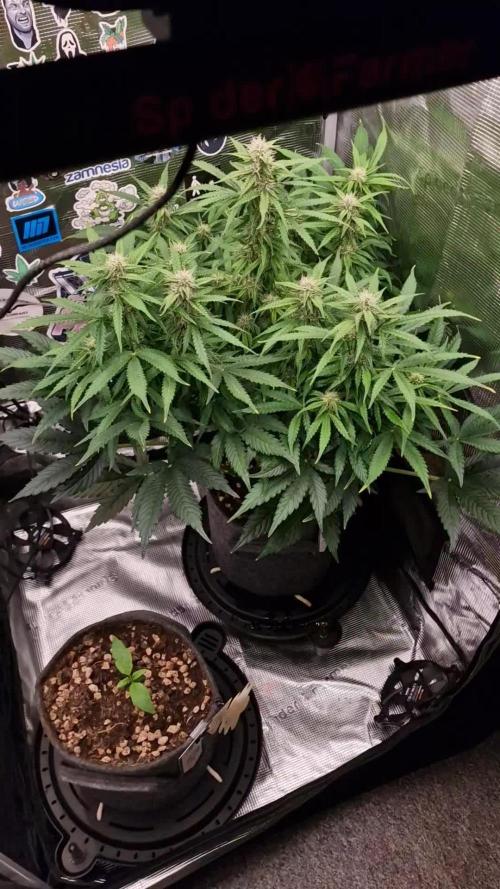 Auto Cinderella Jack. Week 10