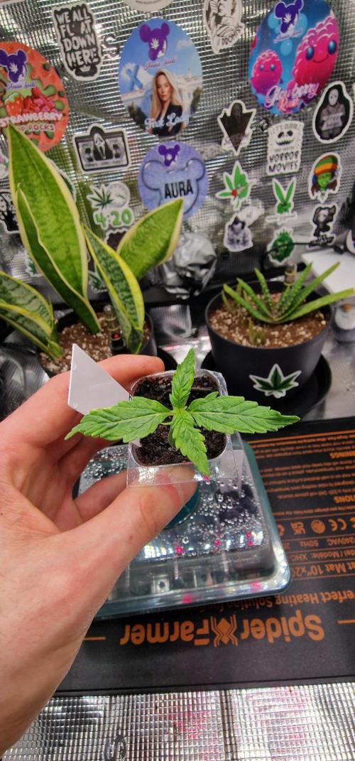 Auto Cinderella Jack. Week 1
