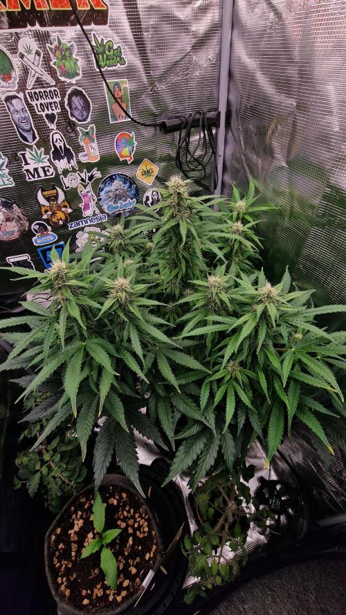 Auto Cinderella Jack. Week 10