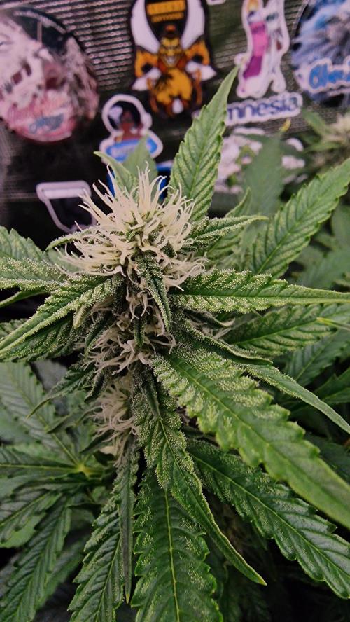 Auto Cinderella Jack. Week 10