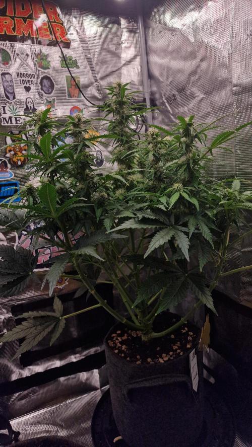 Auto Cinderella Jack. Week 10