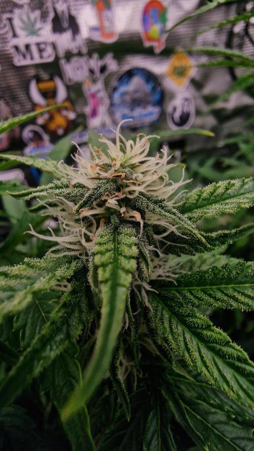 Auto Cinderella Jack. Week 10