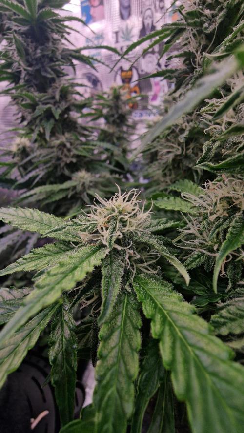 Auto Cinderella Jack. Week 11