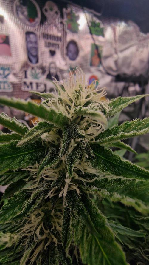 Auto Cinderella Jack. Week 11