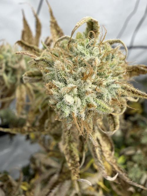 HellaJelly BlueberryMuffin SundaePunch. Week 6 - HJ
