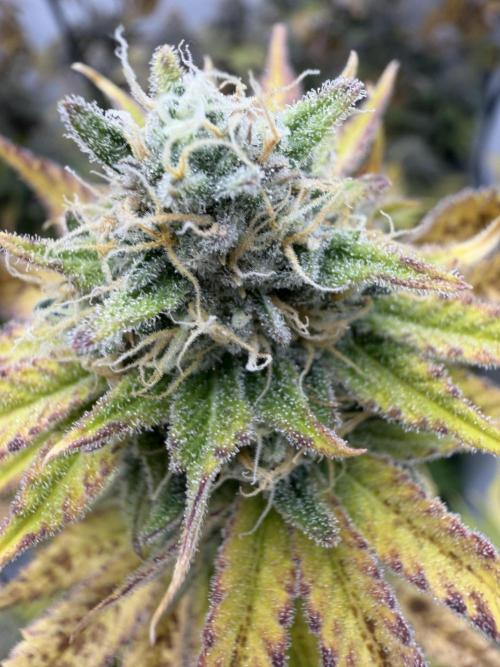 HellaJelly BlueberryMuffin SundaePunch. Week 6 - SP