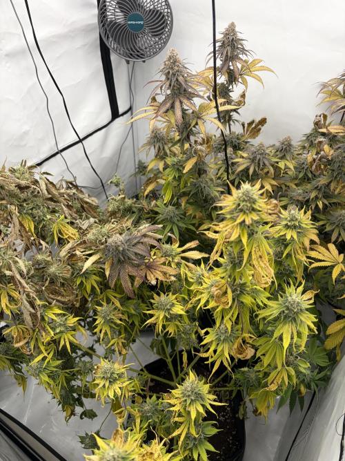 HellaJelly BlueberryMuffin SundaePunch. Week 6