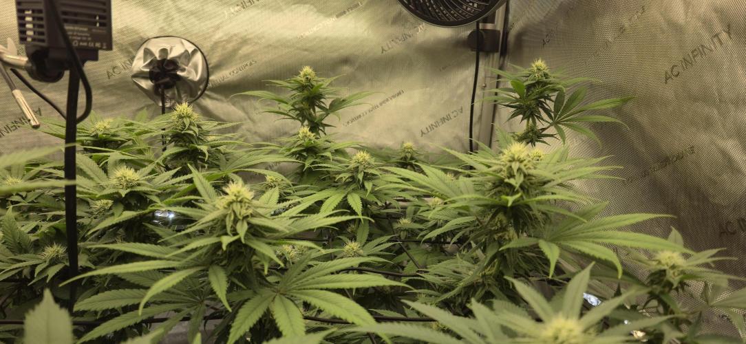 Frozen Biscotti x Wedding Cake. Week 4 - Side view of the structure – strong branches and good spacing between bud sites.