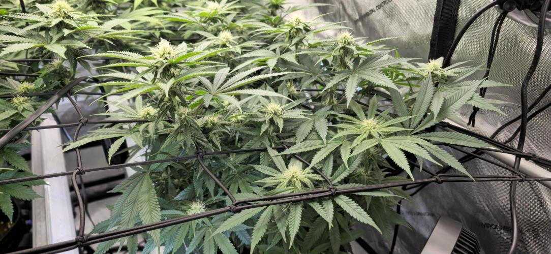 Frozen Biscotti x Wedding Cake. Week 4 - Bud sites are forming fast and stacking up across the whole canopy.