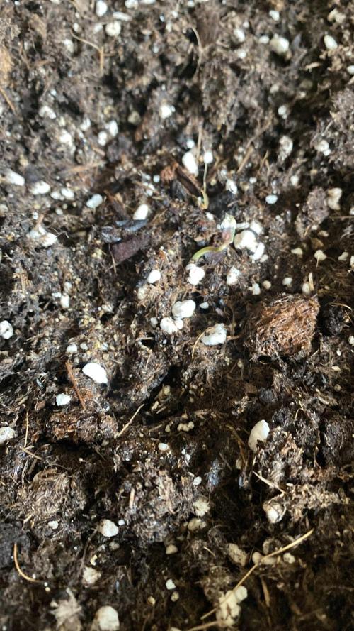Skunk Sandwich. Week 0 - Day 5