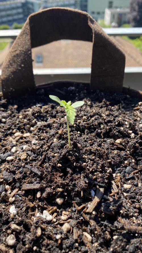 Skunk Sandwich. Week 2 - Day 10