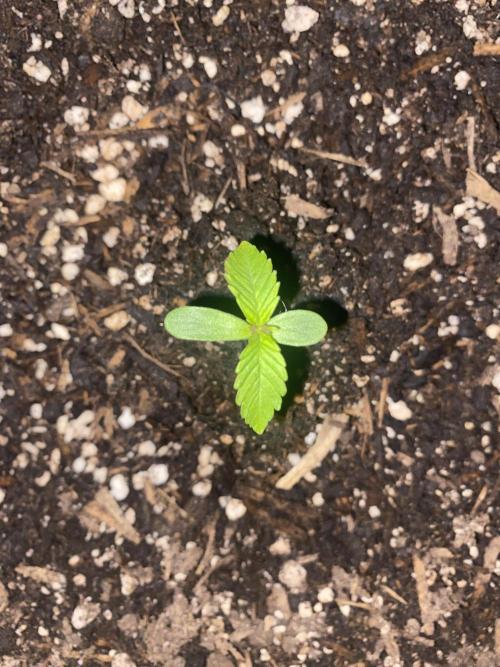 Skunk Sandwich. Week 2 - Day 11