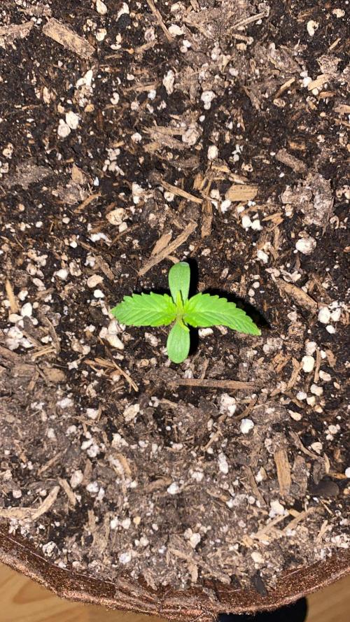 Skunk Sandwich. Week 2 - Day 12