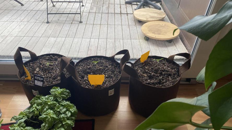 Skunk Sandwich. Week 2 - Day 14