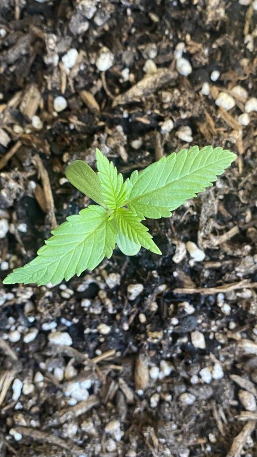 Skunk Sandwich. Week 2 - Day 14