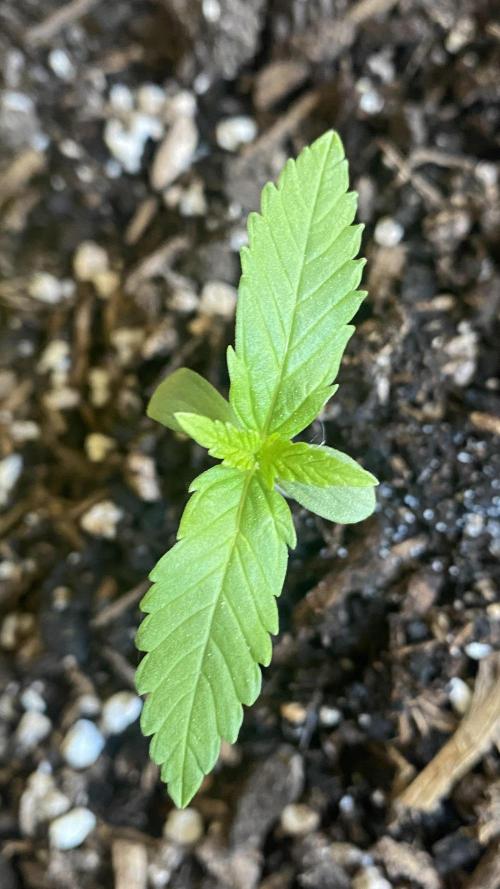 Skunk Sandwich. Week 2 - Day 14