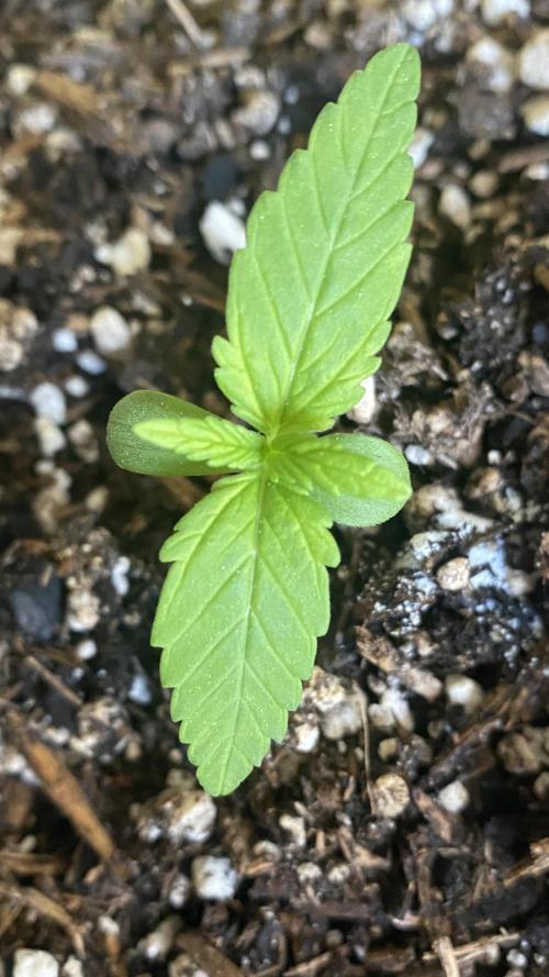Skunk Sandwich. Week 2 - Day 14