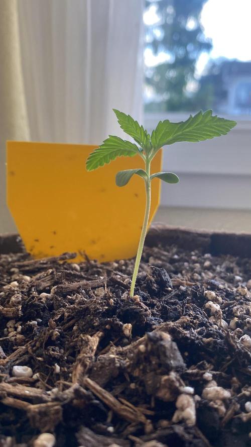 Skunk Sandwich. Week 2 - Day 14