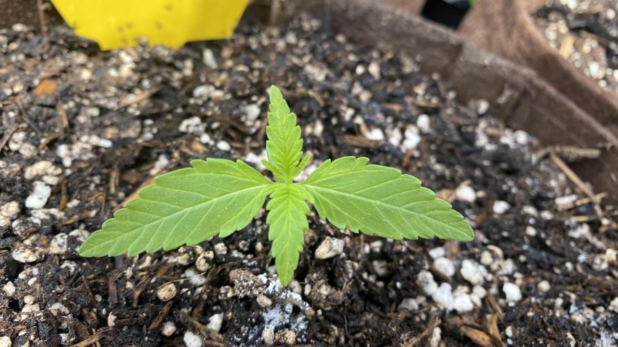 Skunk Sandwich. Week 3 - J+16