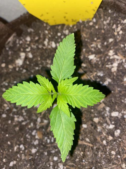 Skunk Sandwich. Week 3 - J+18