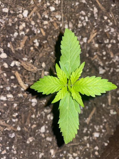 Skunk Sandwich. Week 3 - J+18