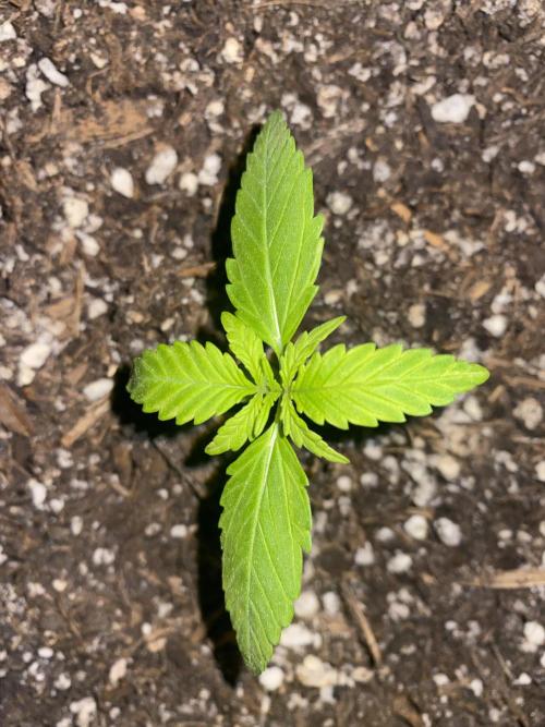 Skunk Sandwich. Week 3 - J+18