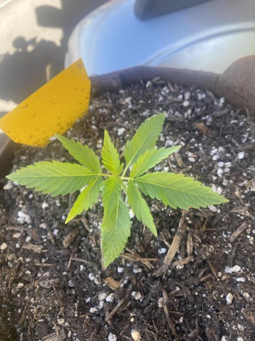 Skunk Sandwich. Week 3 - J+22