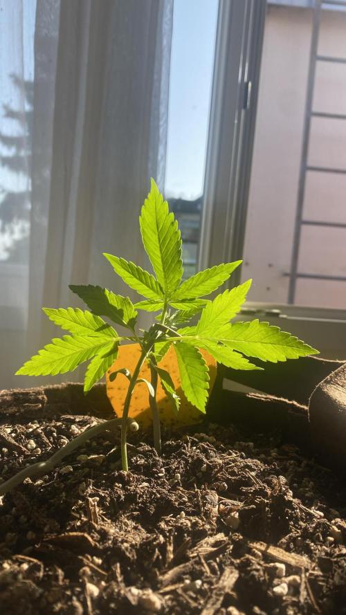 Skunk Sandwich. Week 4 - J+24 - Guava
