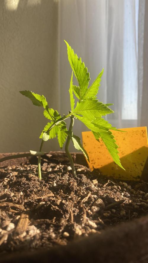 Skunk Sandwich. Week 4 - J+24 - Guava