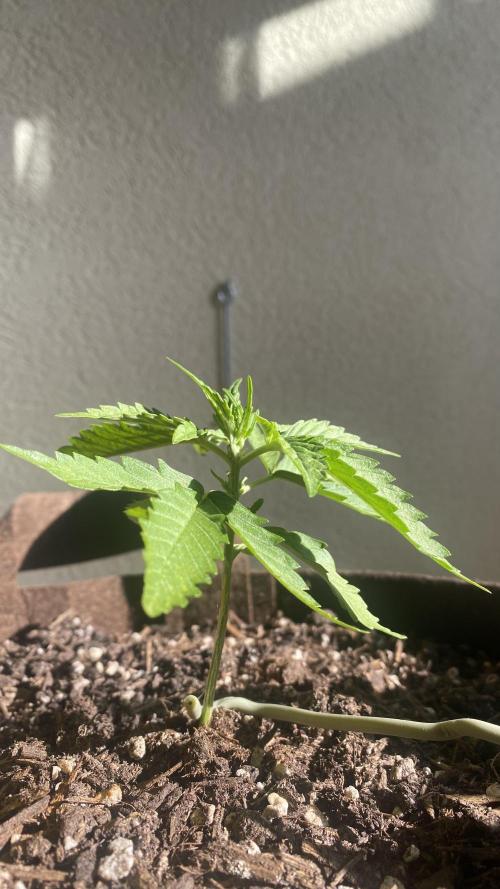 Skunk Sandwich. Week 4 -  J+24 - Guava 