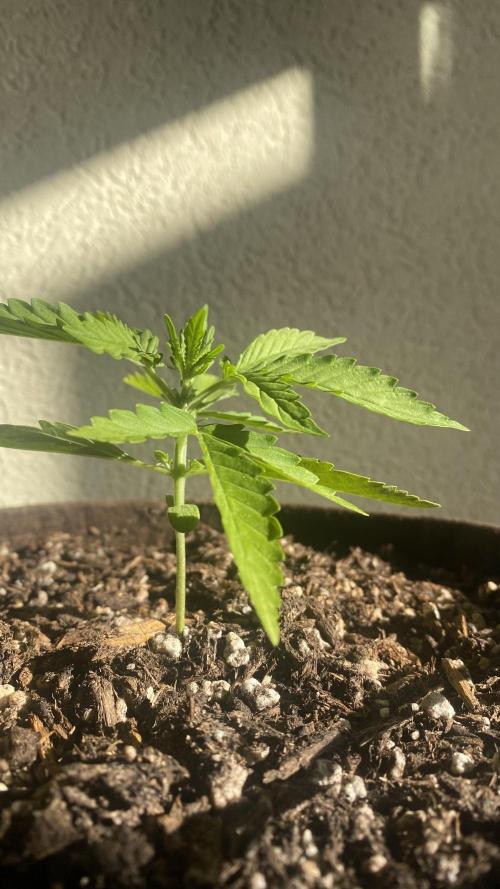 Skunk Sandwich. Week 4 - J+24 - Skunk