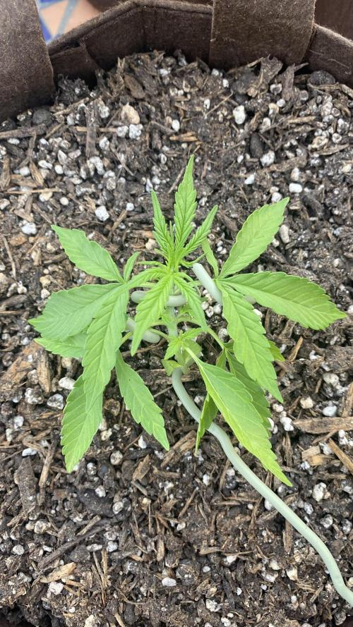 Skunk Sandwich. Week 4 - J+25 - Skunk