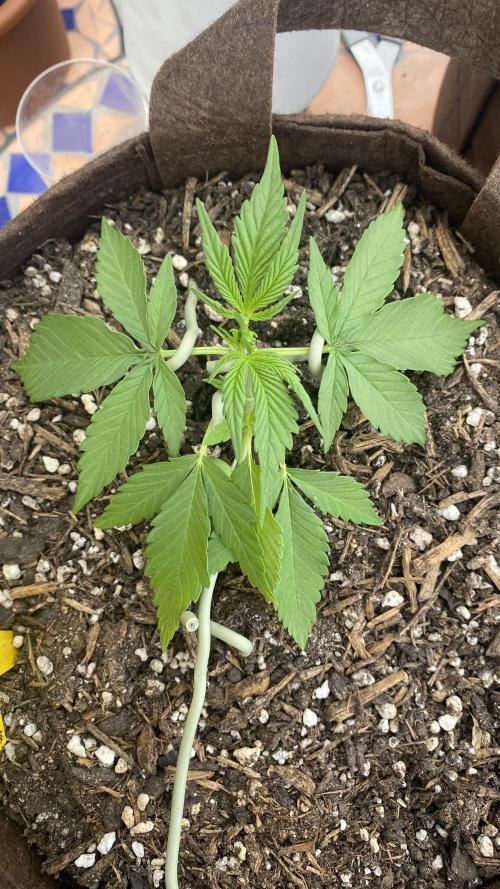 Skunk Sandwich. Week 4 - J+25 - Guava