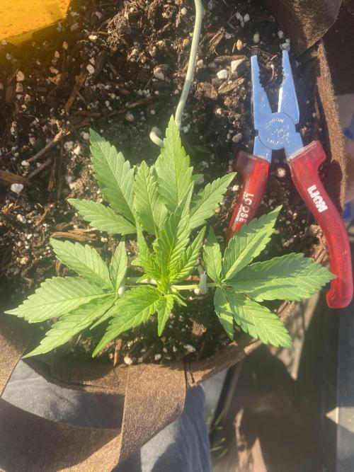 Skunk Sandwich. Week 4 - J+25 - Guava