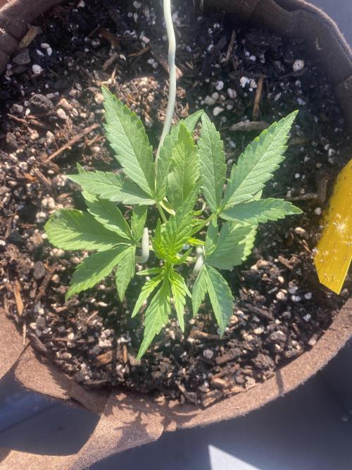Skunk Sandwich. Week 4 - J+26 - Guava