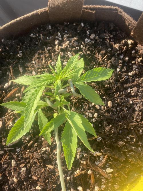 Skunk Sandwich. Week 4 - J+26 - Guava