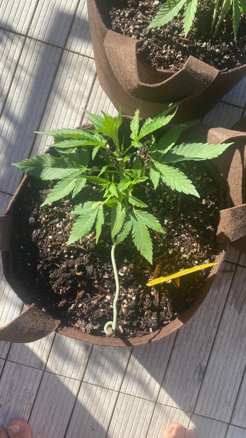 Skunk Sandwich. Week 4 - J+30 - Guava 😍