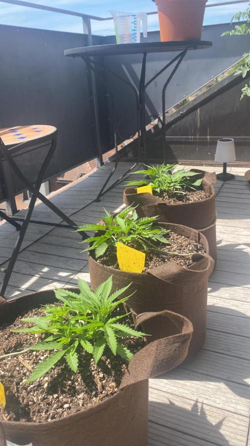 Skunk Sandwich - First grow !. Week 5 - J+32 