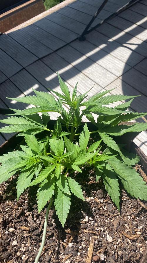 Skunk Sandwich - First grow !. Week 5 - J+32 - Guava