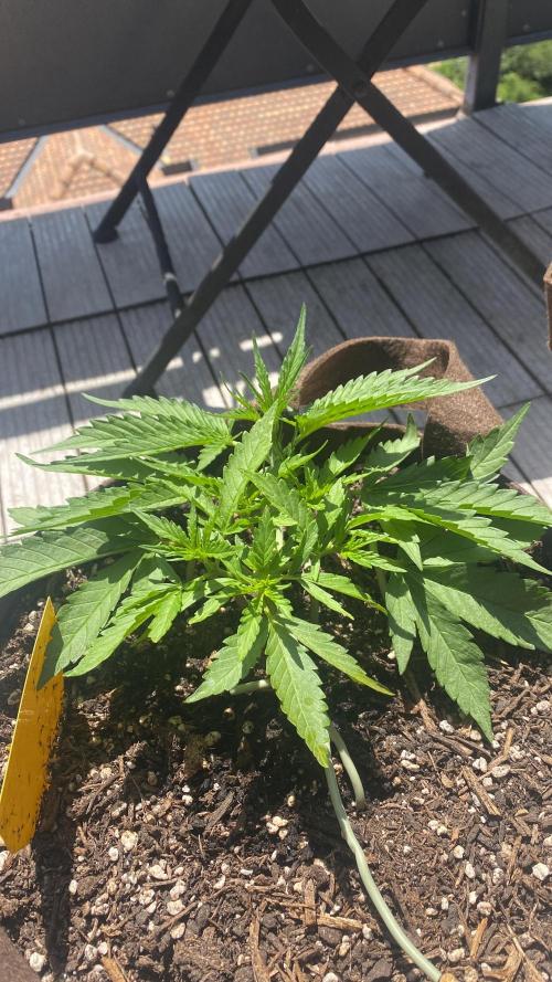 Skunk Sandwich - First grow !. Week 5 - J+32 - Guava