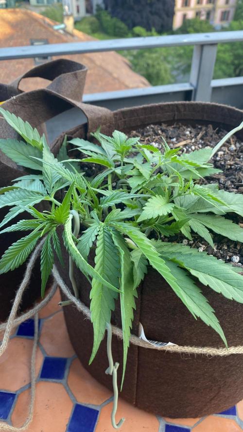 Skunk Sandwich - First grow !. Week 5 - J+32 - Guava