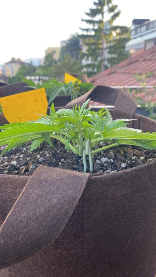 Skunk Sandwich - First grow !. Week 5 - J+32 - Guava