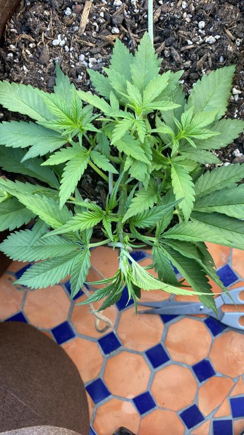 Skunk Sandwich - First grow !. Week 5 - J+32 - Guava