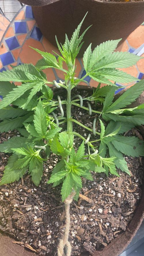 Skunk Sandwich - First grow !. Week 5 - J+33 - Guava