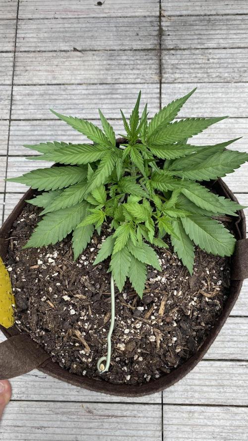 Skunk Sandwich - First grow !. Week 5 - J+31 - Guava