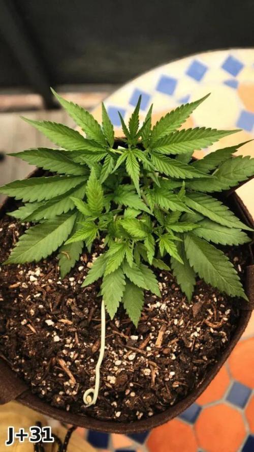 Skunk Sandwich - First grow !. Week 5 - J+31 - Guava