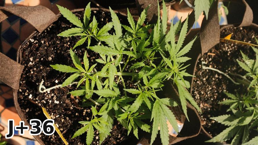 Skunk Sandwich - First grow !. Week 6