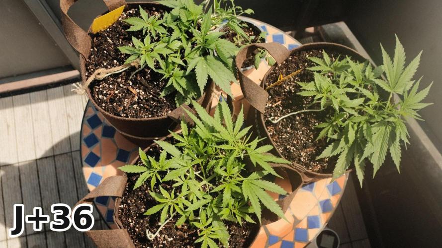 Skunk Sandwich - First grow !. Week 6